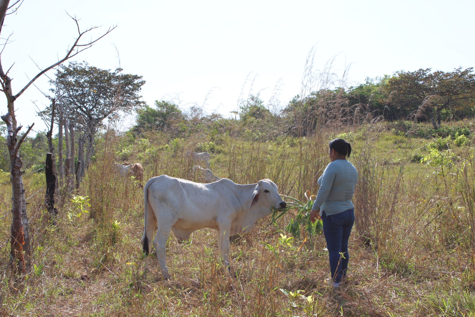 Trabajo en campo